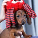 Joanna-female-dachshund-puppy-for-sale-2