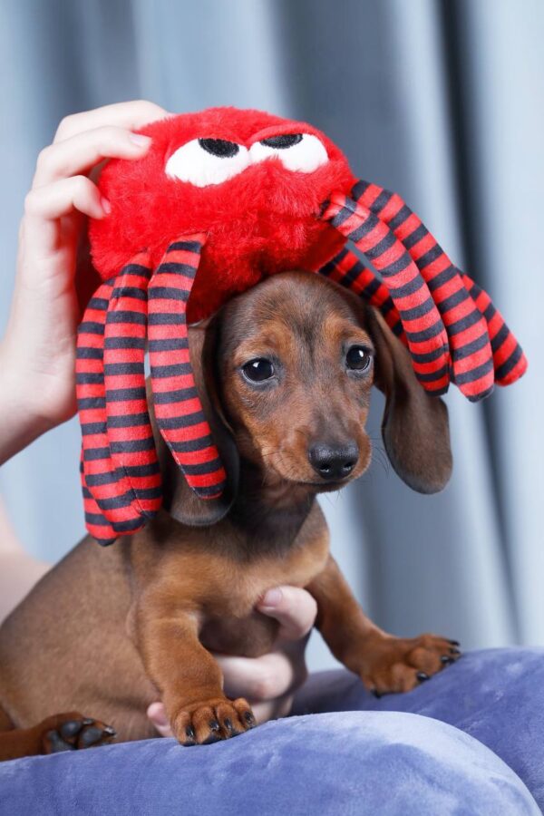 Joanna Miniature Dachshund Joanna Miniature Dachshund