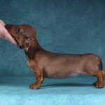 Joanna-female-dachshund-puppy-for-sale-3