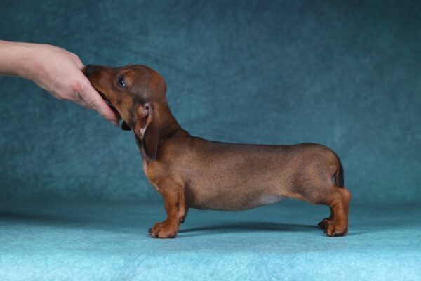 Joanna Miniature Dachshund Joanna Miniature Dachshund