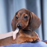 Joanna-female-dachshund-puppy-for-sale-4