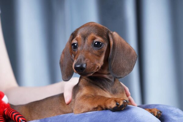 Joanna Miniature Dachshund Joanna Miniature Dachshund