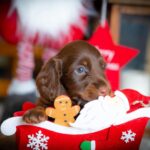 John-Walker-male-miniature-dachshund-puppy-for-sale-1 (1)
