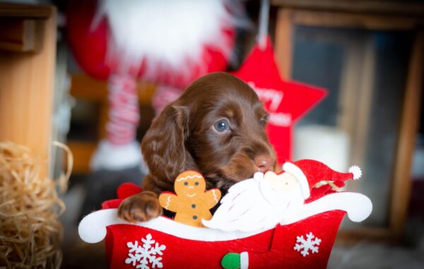 John Walker Miniature Dachshund