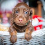 John-Walker-male-miniature-dachshund-puppy-for-sale-1 (2)