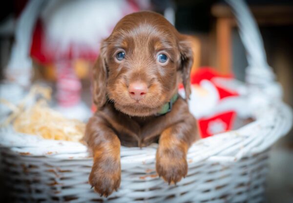 John Walker Miniature Dachshund