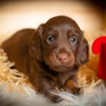 John-Walker-male-miniature-dachshund-puppy-for-sale-1 (3)