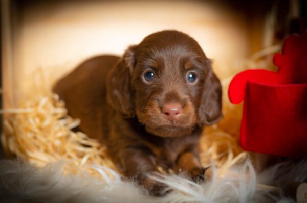 John Walker Miniature Dachshund