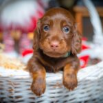 John-Walker-male-miniature-dachshund-puppy-for-sale-1 (4)