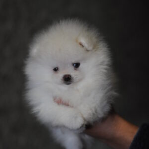 Kai Pomeranian