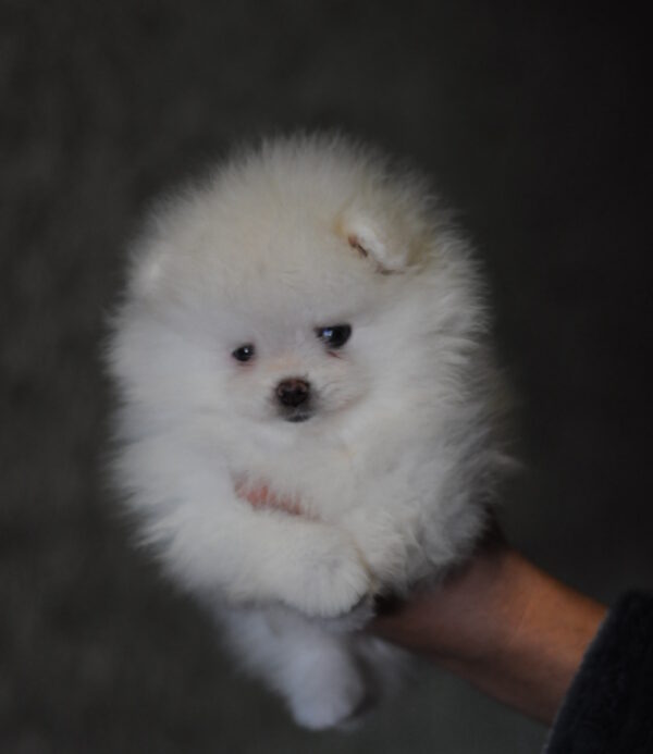 Kai Pomeranian Kai Pomeranian