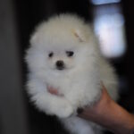Kai-male-pomeranian-puppy-for-sale-1 (2)