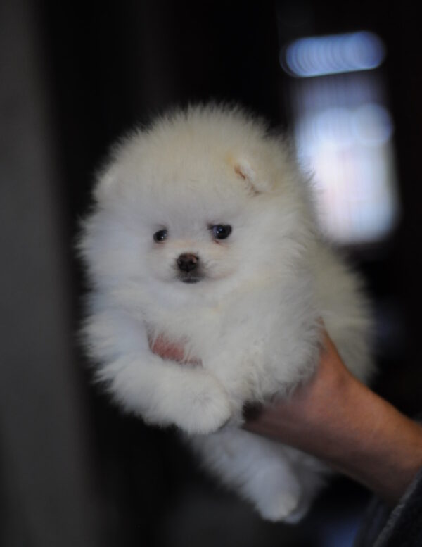 Kai Pomeranian Kai Pomeranian
