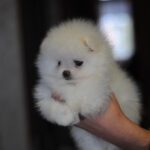 Kai-male-pomeranian-puppy-for-sale-1 (3)