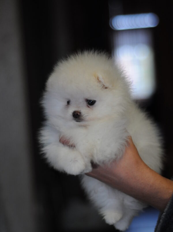 Kai Pomeranian Kai Pomeranian