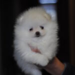Kai-male-pomeranian-puppy-for-sale-1 (4)