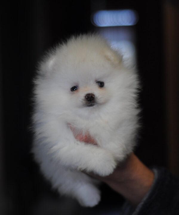 Kai Pomeranian Kai Pomeranian