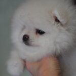 Kai-male-pomeranian-puppy-for-sale-1 (5)