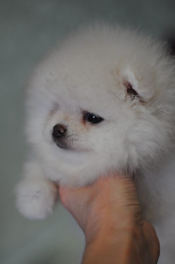 Kai Pomeranian Kai Pomeranian
