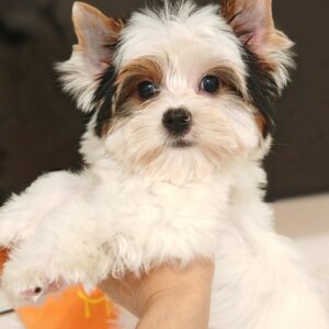 Kayl Biewer Yorkshire Terrier