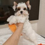 Kayl-male-Biewer-Yorkshire-Terrier-puppy-for-sale-1 (3)