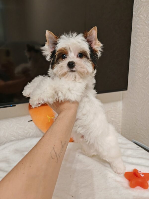 Kayl Biewer Yorkshire Terrier Kayl Biewer Yorkshire Terrier