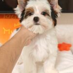 Kayl-male-Biewer-Yorkshire-Terrier-puppy-for-sale-1 (4)