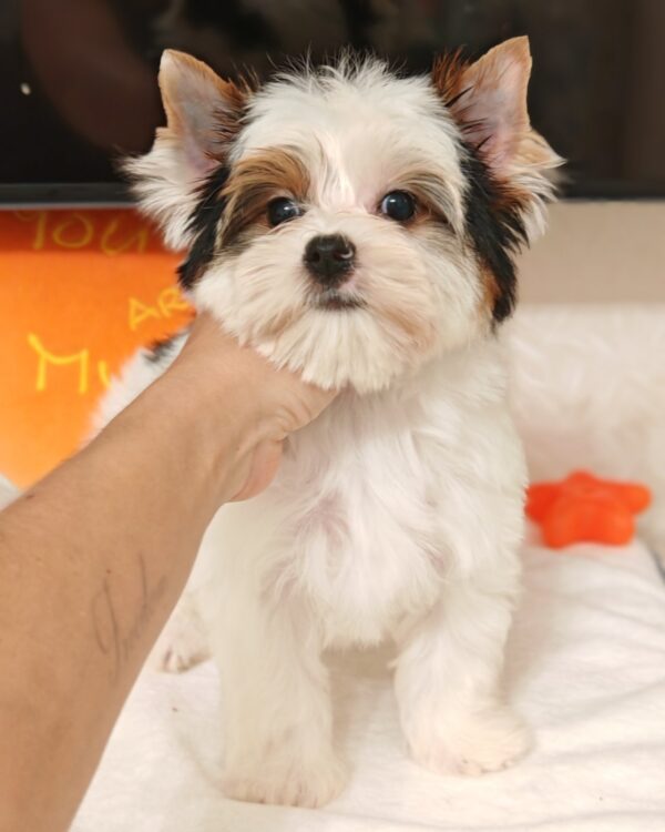 Kayl Biewer Yorkshire Terrier Kayl Biewer Yorkshire Terrier