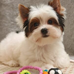 Kayl Biewer Yorkshire Terrier