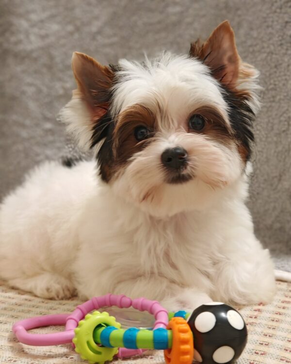 Kayl Biewer Yorkshire Terrier Kayl Biewer Yorkshire Terrier