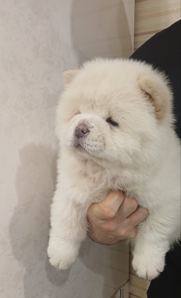 Ketris Chow-Chow Ketris Chow-Chow