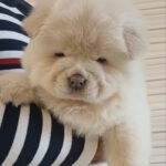 Ketris-female-chow-chow-puppy-for-sale-1 (2)