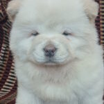 Ketris-female-chow-chow-puppy-for-sale-1 (3)