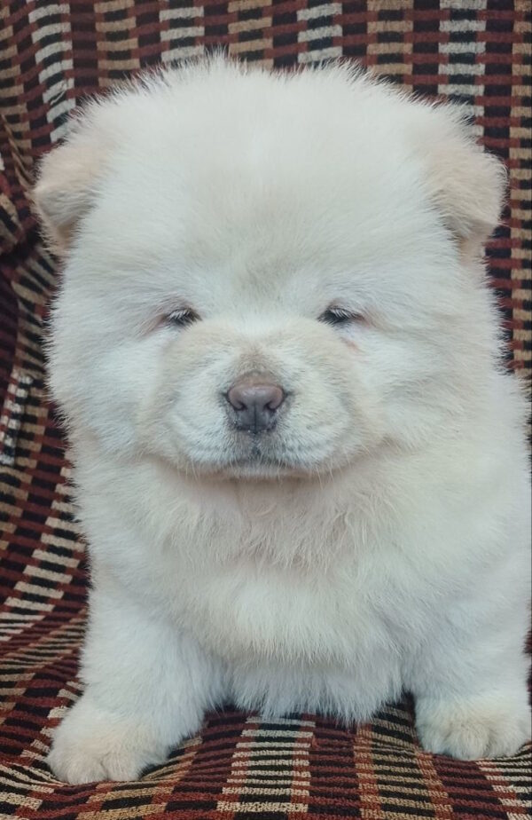 Ketris Chow-Chow Ketris Chow-Chow