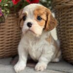 Kiara-female-Cavalier-puppy-for-sale-1