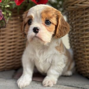 Kiara Cavalier King Charles Spaniel