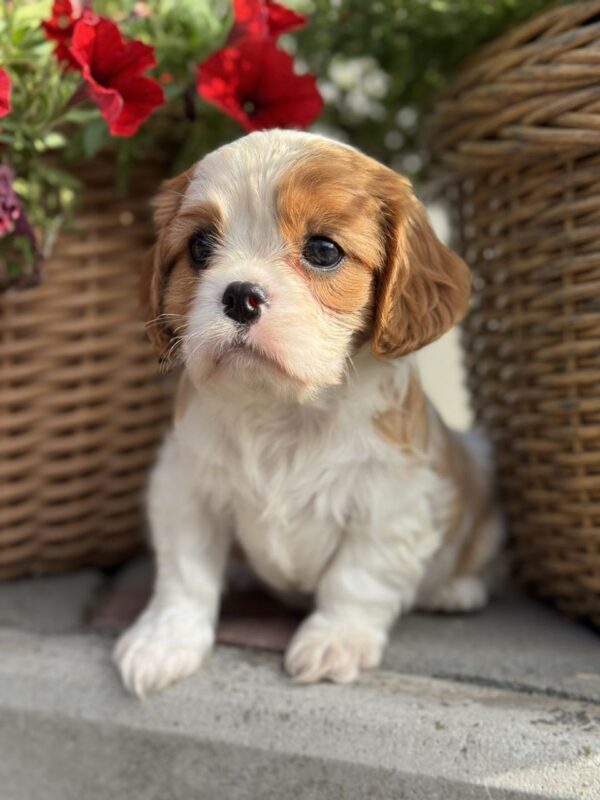 Kiara Cavalier King Charles Spaniel