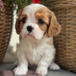 Kiara-female-Cavalier-puppy-for-sale-2