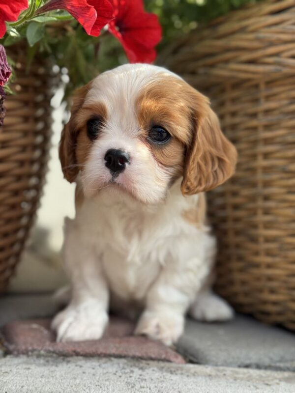 Kiara Cavalier King Charles Spaniel