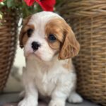 Kiara-female-Cavalier-puppy-for-sale-3