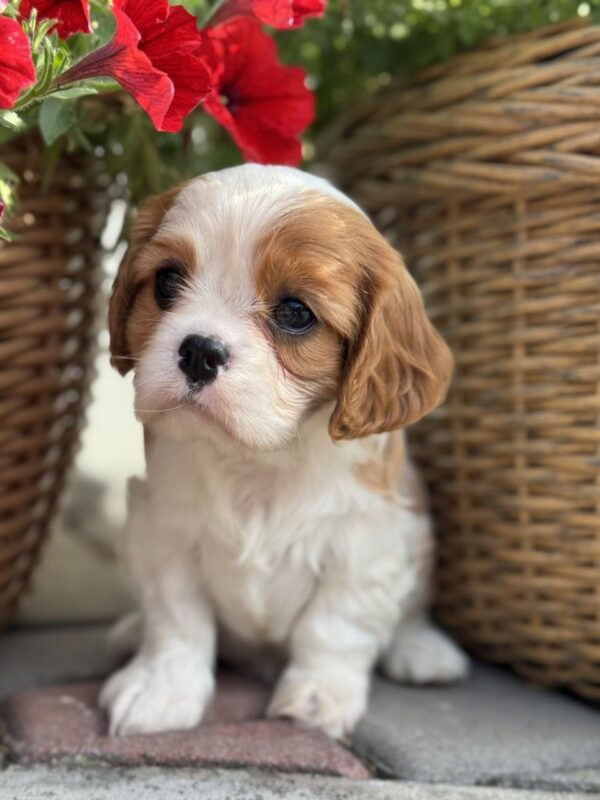 Kiara Cavalier King Charles Spaniel