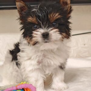 Kim Biewer Yorkshire Terrier