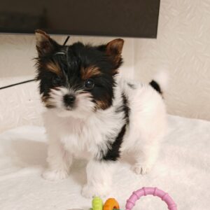 Kim Biewer Yorkshire Terrier