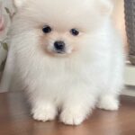 Kimmy-female-Pomeranian-puppy-for-sale-1