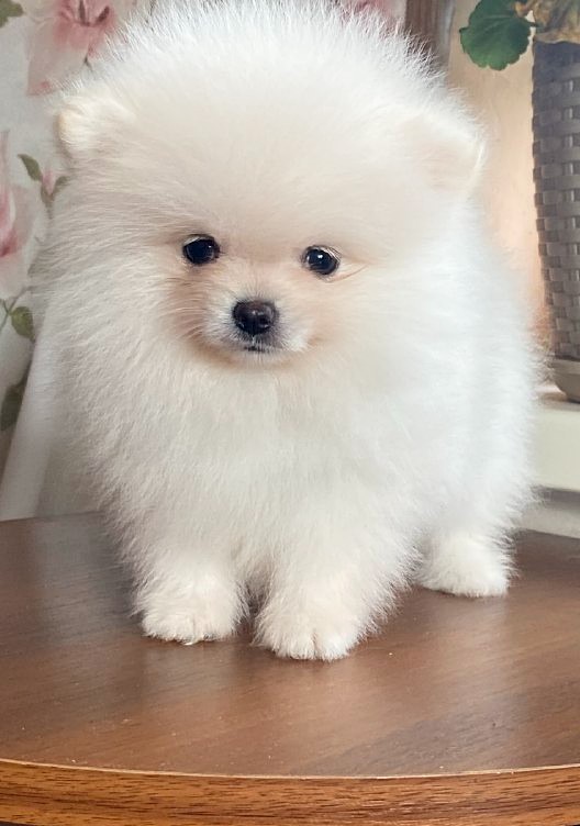 Kimmy Pomeranian Kimmy Pomeranian