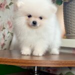 Kimmy-female-Pomeranian-puppy-for-sale-2