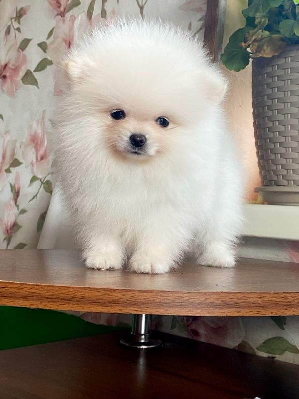 Kimmy Pomeranian Kimmy Pomeranian