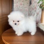 Kimmy-female-Pomeranian-puppy-for-sale-3
