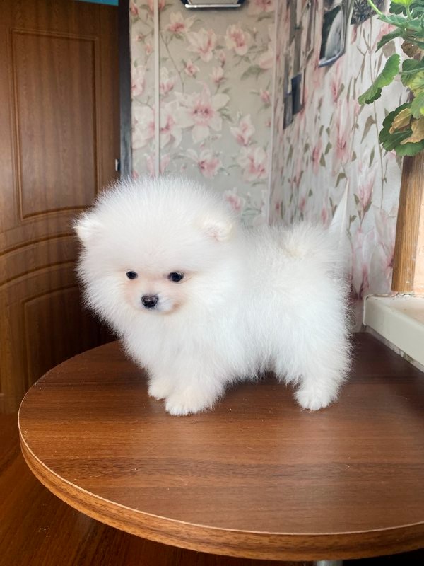 Kimmy Pomeranian Kimmy Pomeranian