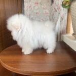 Kimmy-female-Pomeranian-puppy-for-sale-4